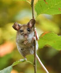 Оленья мышь (Peromyscus maniculatus)