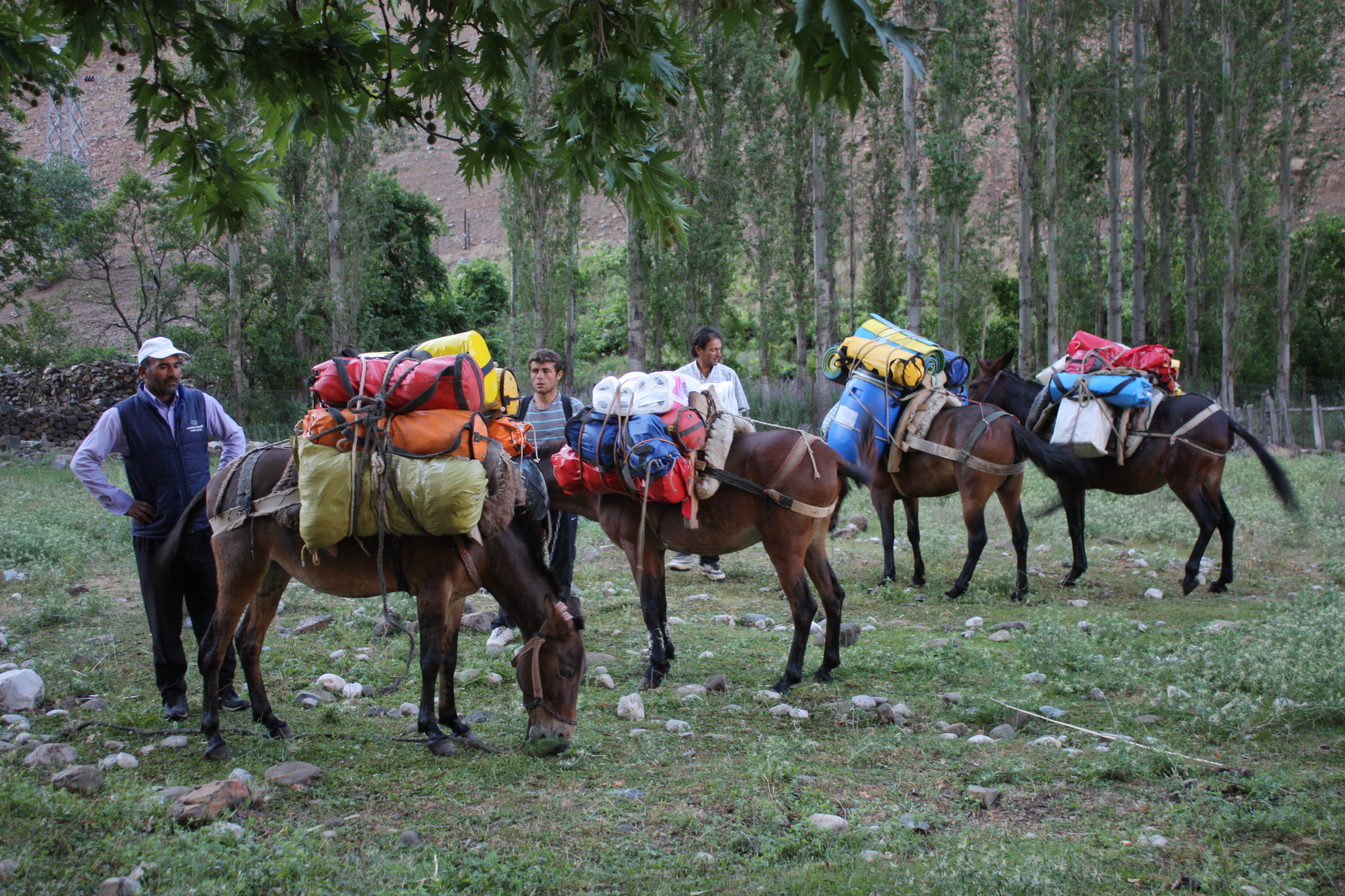 Сборы мулов в Уулупинаре для заброски снаряжения, продуктов, оборудования. Всего 7 мулов по 80 кг на каждого.