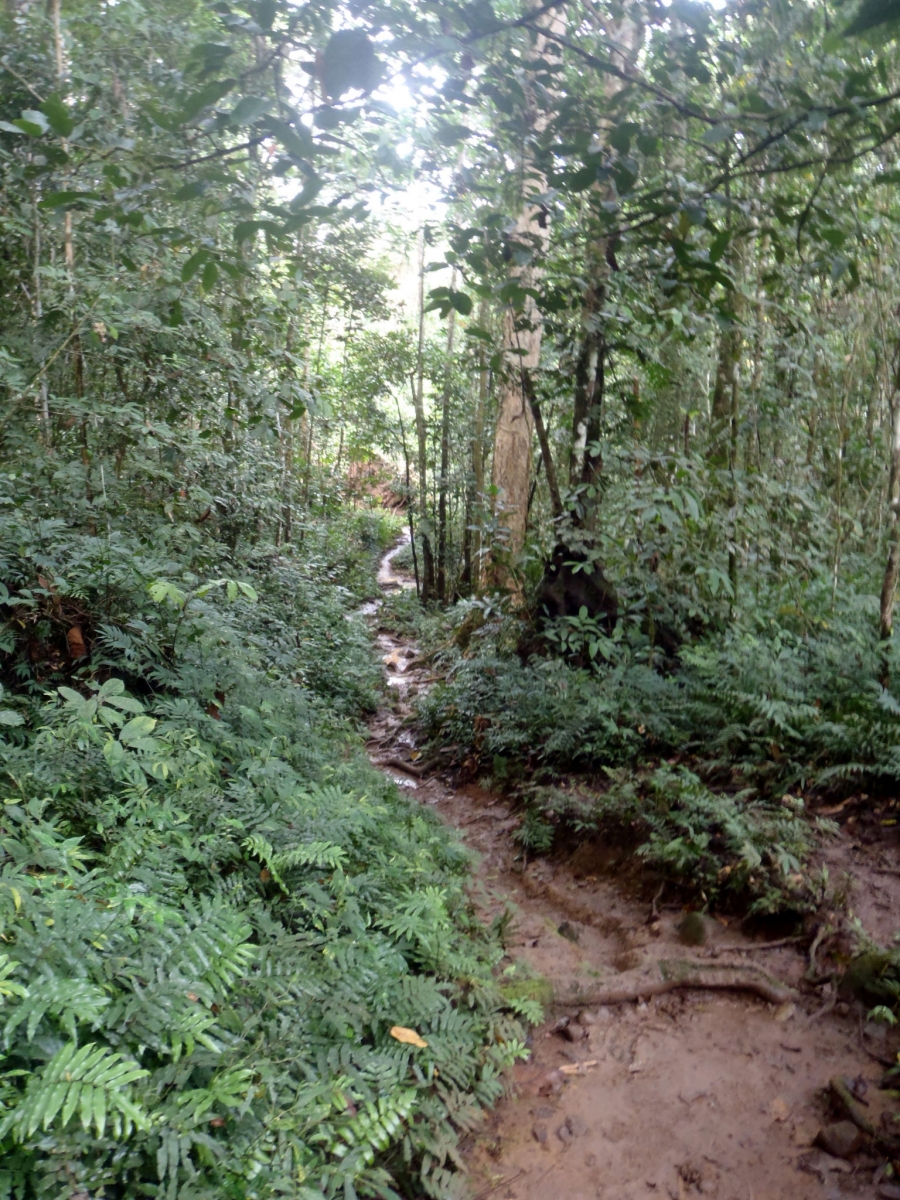 Треккинг Кокода (Kokoda Track), Папуа — Новая Гвинея 