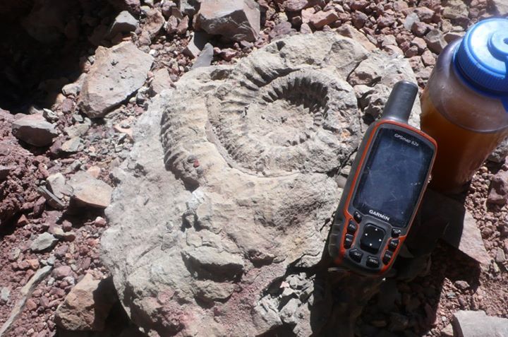 Окаменевший аммонит, найденный Максимо Каучем на склоне горы  Alma Negra (6.110 м)  на отметке 5.000 метров