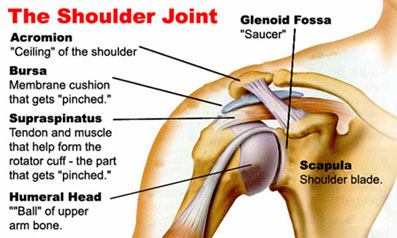 Синдром Повреждения Плеча<br>Плечевое соединение<br><br>(слева) <br>Акромион – «потолок» плеча<br>Бурса – мембранная прокладка, подверженная ущемлению<br>Надостница – сухожилия и мускулы, формирующие вращающую мышцу – часть, подверженная ущемлению<br>Плечевая головка – шар верхней плечевой кости<br><br>(сверху) <br>Гленоидальная впадина<br><br>(на рисунке) <br>Лопатка 