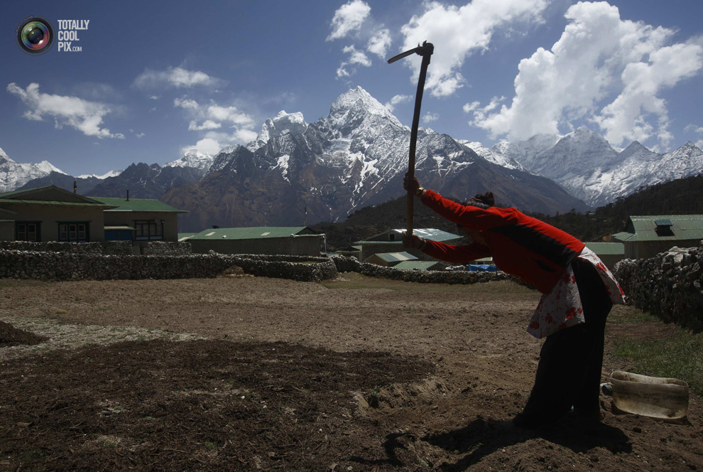 Женщина работает в поле недалеко от горы Тамсерку в селении Кумджунг в районе Кхумбу, Непал. (NAVESH CHITRAKAR/REUTERS)