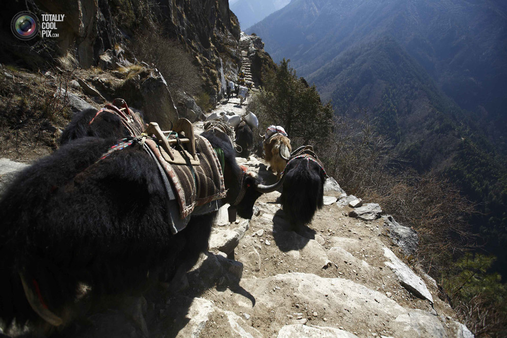 Яки направляются к базовому лагерю Эвереста в районе Кхумбу, Непал. (NAVESH CHITRAKAR/REUTERS)