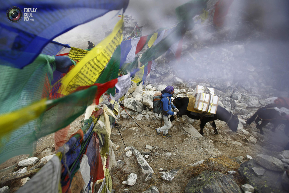 Яки проходят мимо молитвенных флагов на обратном пути из базового лагеря Эвереста. (NAVESH CHITRAKAR/REUTERS)