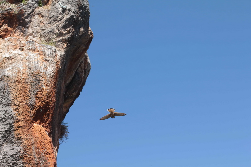Rafa сделал хит-фото орла, который гнездует на одном из маршрутов
