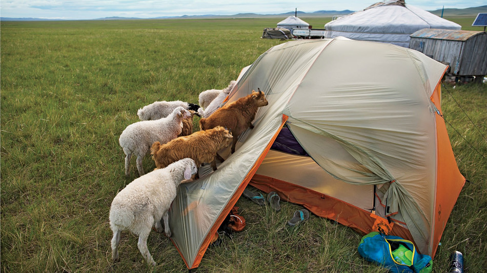 Овцы интересуются туристической палаткой, река Амур, Монголия. (Фото: Кристл Райт)