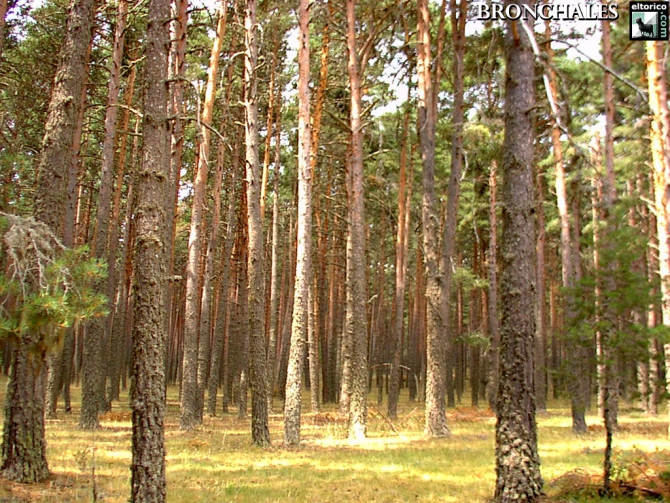 Охраняемый сосновый лес в Альбаррасине