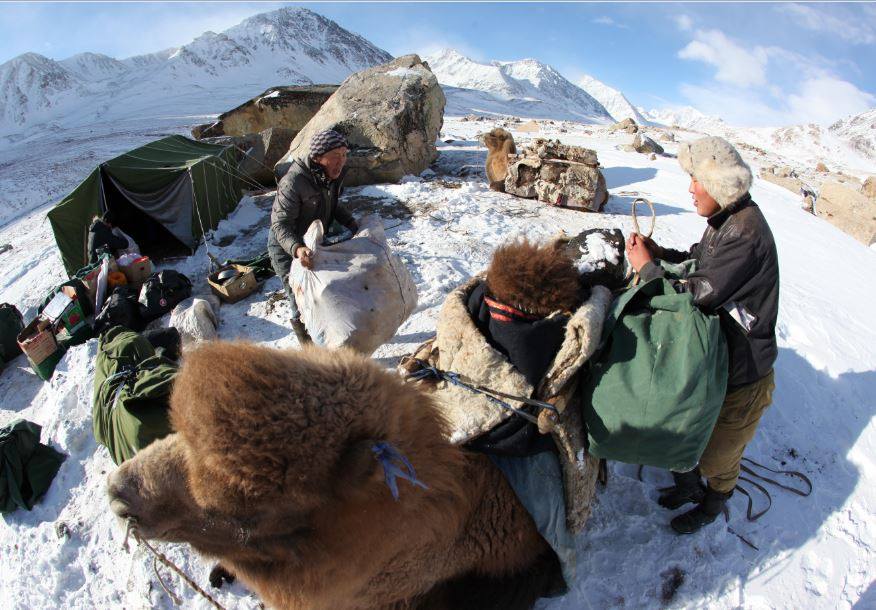 Перевозка экспедиционных грузов на верблюдах в Монголии