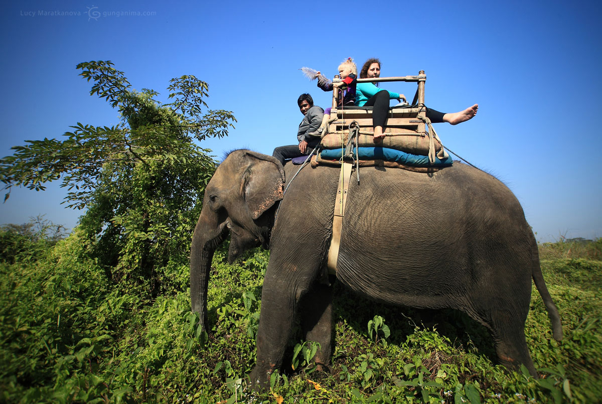 На слоне по джунглям национального парк Читван, Непал (Амелии 4 года)
