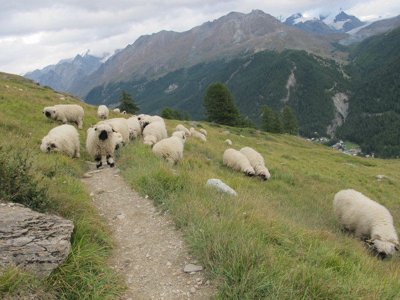 Овцы на горной тропе