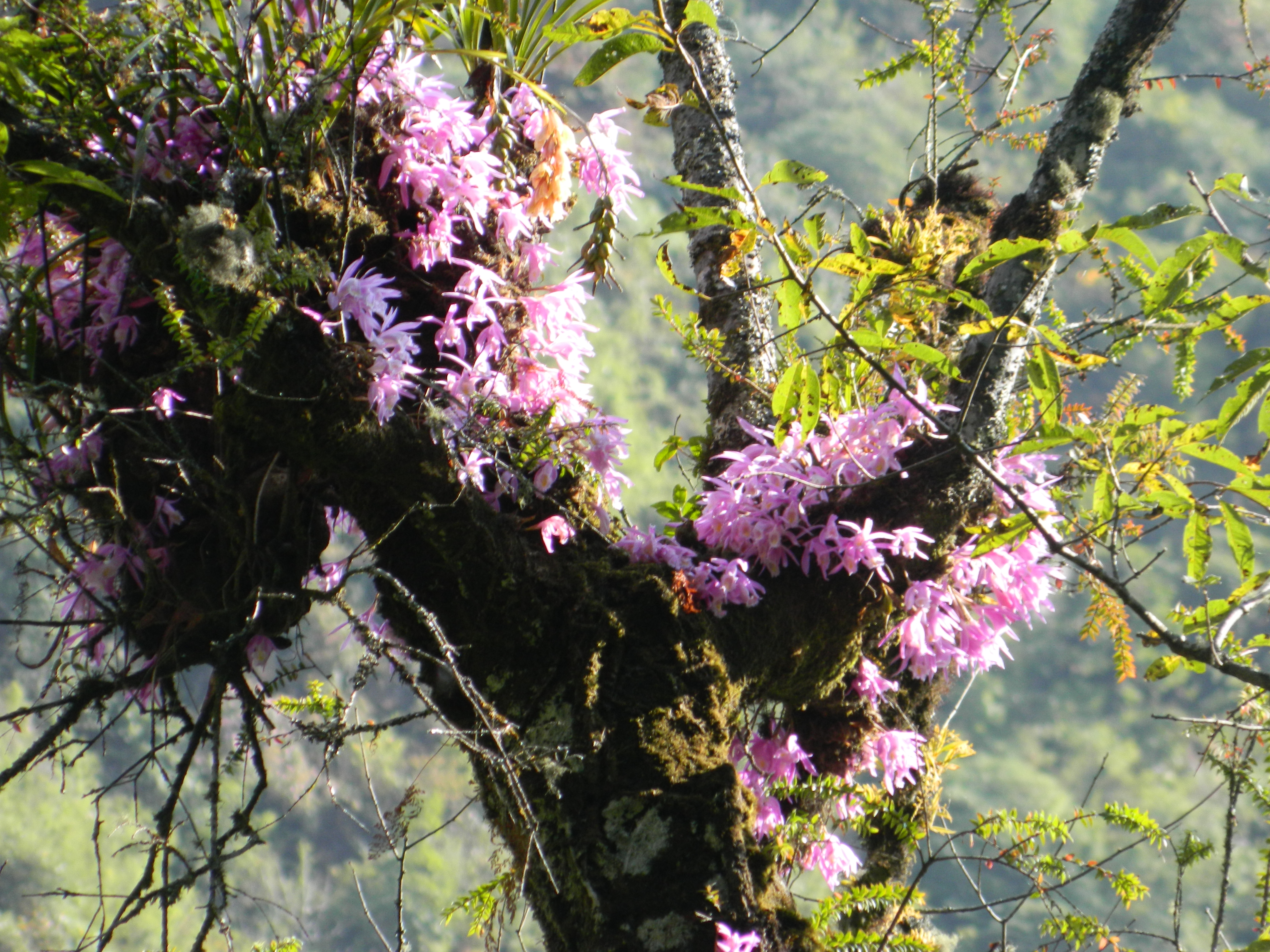 Флора и фауна Национального парка Канченджанга (Khangchendzonga National Park) 