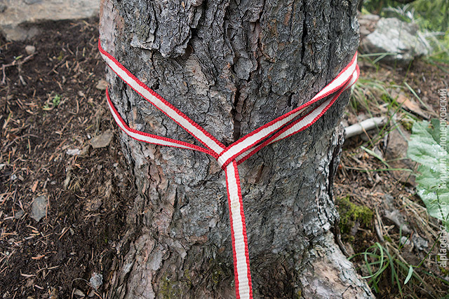 Полусхватывающий узел вокруг дерева