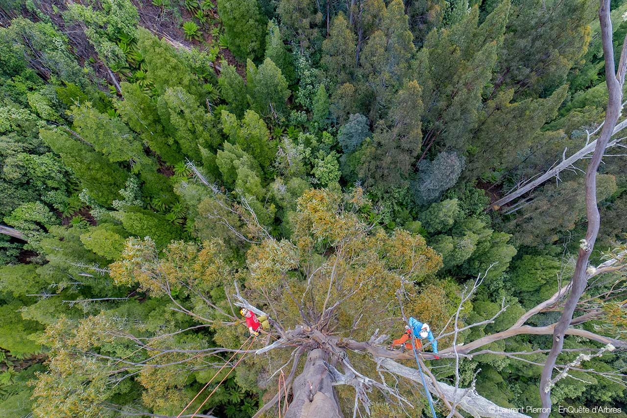 Вид на лесной ковер из кроны 99,6-метрового Центуриона – самого высокого из известных в мире деревьев вида эвкалипт царственный (Eucalyptus regnans). Фото Laurent Pierron