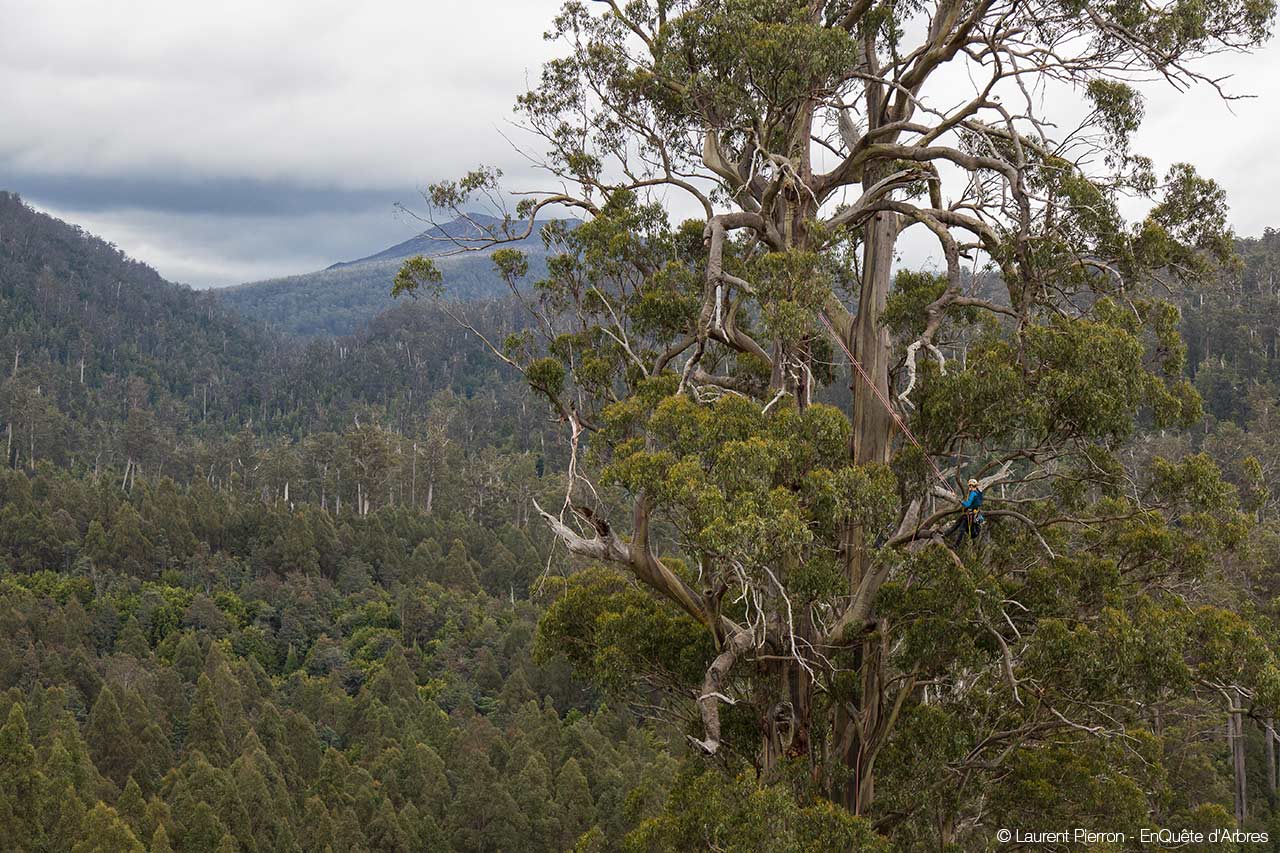 «Недвижная Печаль», самое высокое из известных на сегодняшний момент широколистных деревьев, объем ствола которого составляет 400 кубических метров. Фото Laurent Pierron