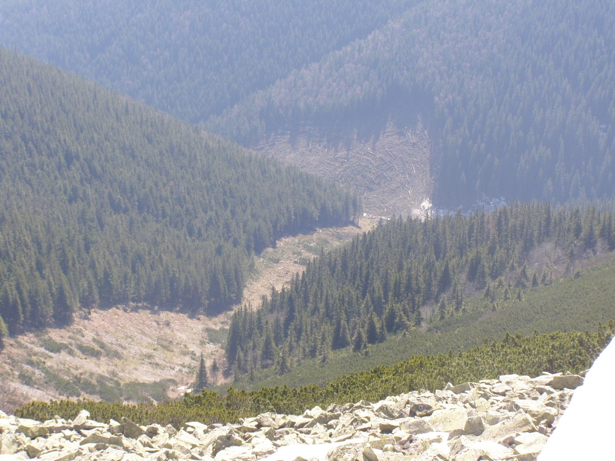 Следы схода лавины с вершины горы Грофа 1996 год (Горганы). Лавина уничтожила 10 га леса. Отрыв снежного покрова на восточном склоне произошел на высоте 1740 м. Остановилась лавина на высоте 850 м. Фото skelya . net