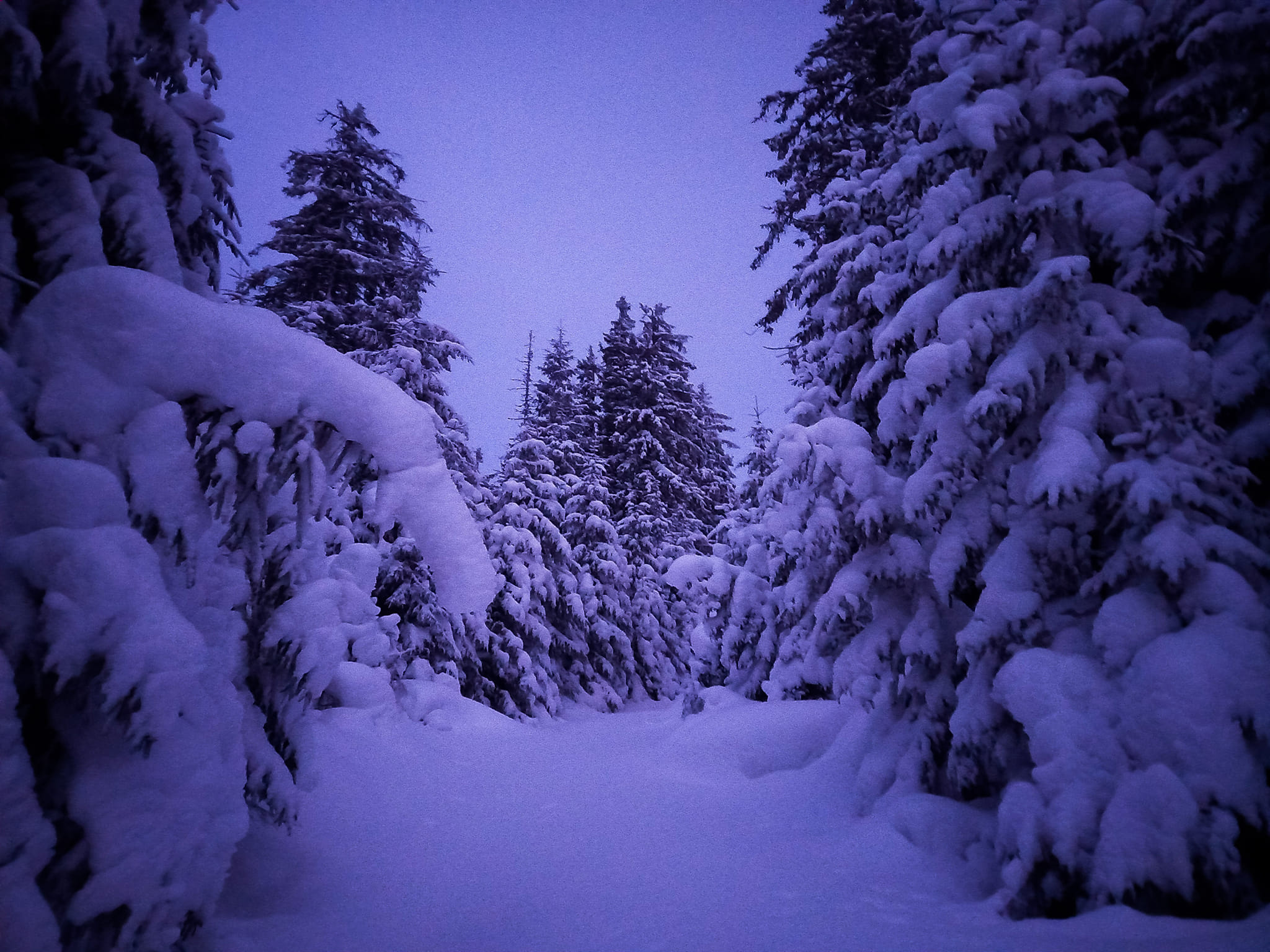 Вечоріє. Троплю сніжок: Негровець (1709 м) / Negrovec. Фото Аліна Косовська 