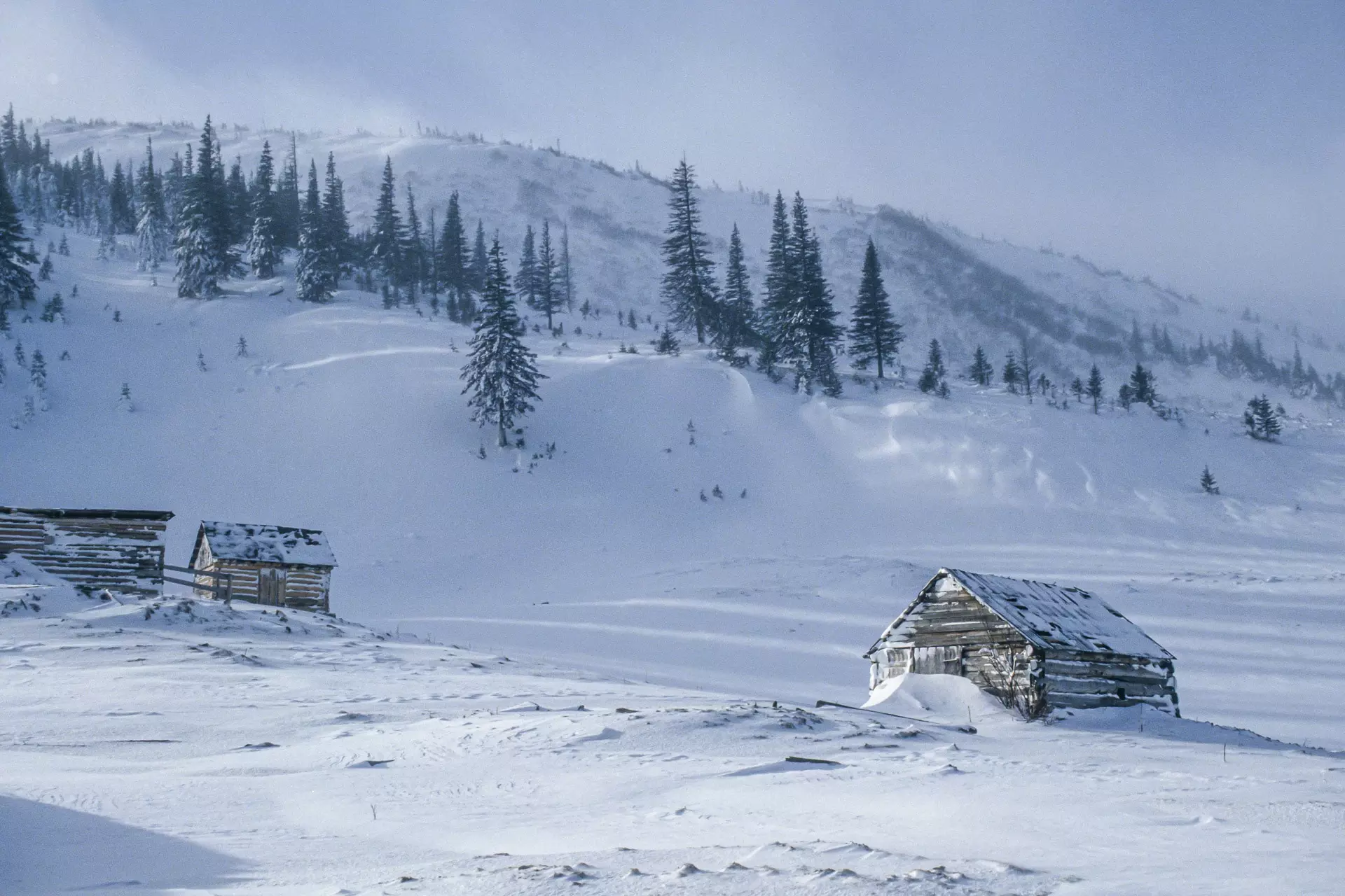 Гірські пасовища Карпат. лютий 1993 року. Фото Claude Gardien