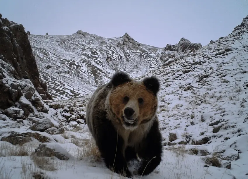 Тибетський бурий ведмідь. Фото Yunchuan Dai